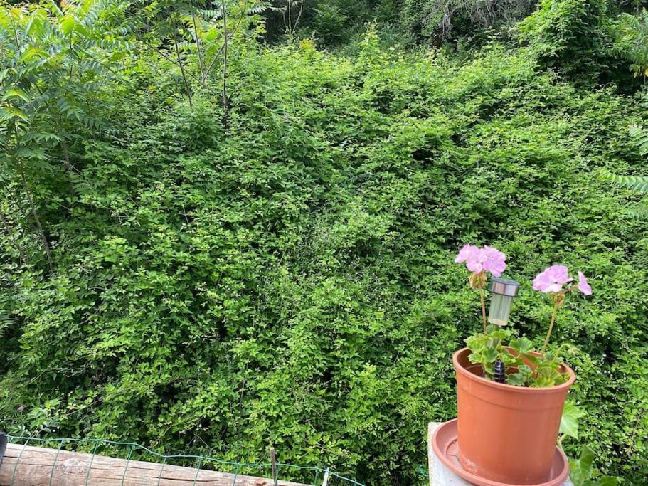 Villa Serenice - F2 Au Calme, Climatise, Wifi Et Parking Gratuit Exterior foto